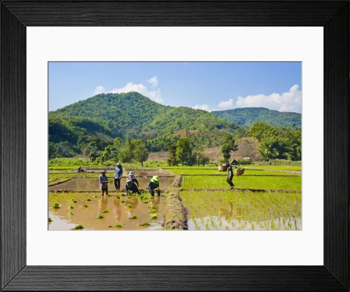 Framed Print : Lahu tribe people planting rice in rice paddy fields, Chiang Rai, Thailand, Southeast Asia, Asia Framed Print : Lahu tribe people planting rice in rice paddy fields, Chiang Rai, Thailand, Southeast Asia, Asia