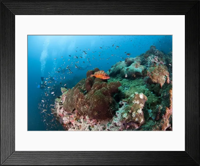 Framed Print : Grouper at Chumporn Pinnacle, Thailand, Southeast Asia, Asia Framed Print : Grouper at Chumporn Pinnacle, Thailand, Southeast Asia, Asia