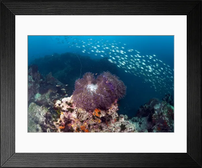 Framed Print : Anemone at Chumporm Pinnacle, Thailand, Southeast Asia, Asia Framed Print : Anemone at Chumporm Pinnacle, Thailand, Southeast Asia, Asia