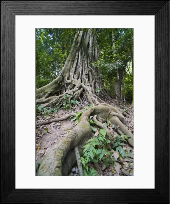 Framed Print : Old twisted roots in the forest at the Kuang Si Waterfalls, Luang Prabang, Laos, SIndochina, Southeast Asia, Asia Framed Print : Old twisted roots in the forest at the Kuang Si Waterfalls, Luang Prabang, Laos, SIndochina, Southeast Asia, Asia