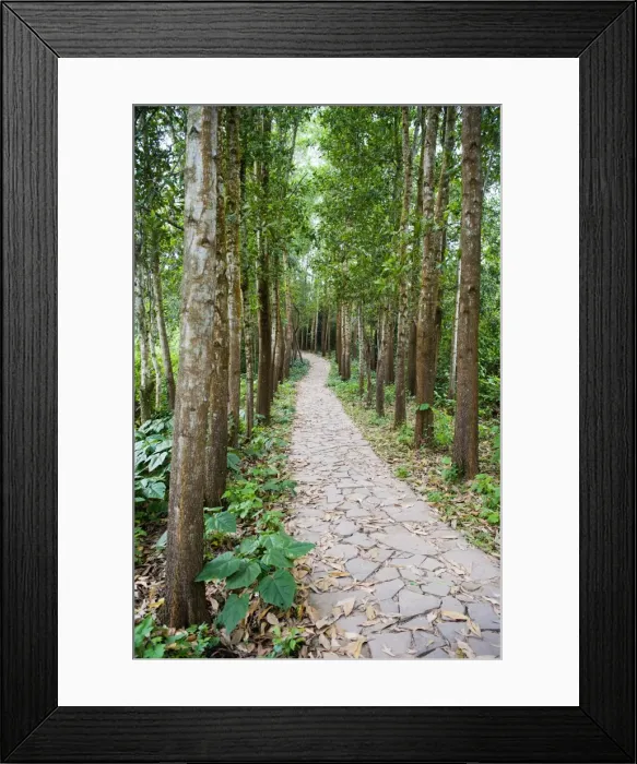 Framed Print : Path through the Forest at My Son, UNESCO World Heritage Site, Vietnam, Indochina, Southeast Asia, Asia Framed Print : Path through the Forest at My Son, UNESCO World Heritage Site, Vietnam, Indochina, Southeast Asia, Asia