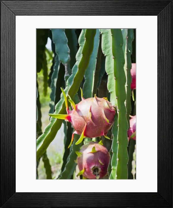 Framed Print : Dragon fruit at a fruit farm, Mekong Delta, Vietnam, Indochina, Southeast Asia, Asia Framed Print : Dragon fruit at a fruit farm, Mekong Delta, Vietnam, Indochina, Southeast Asia, Asia