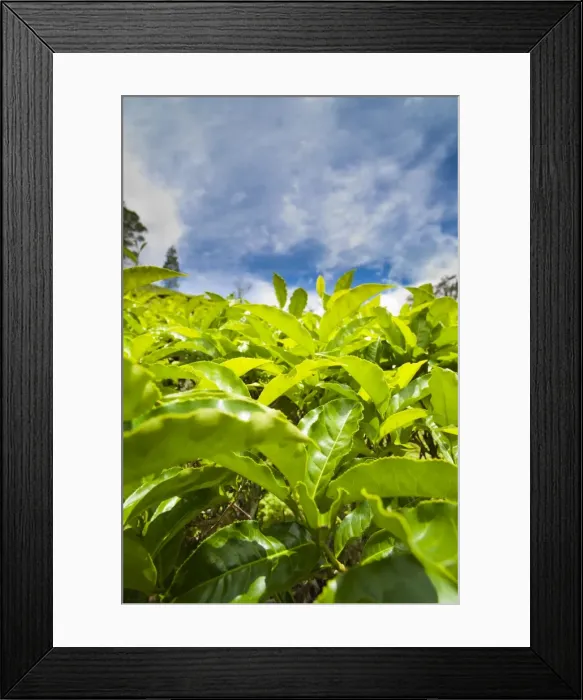 Framed Print : Tea plantation close up in Cameron Highlands, Malaysia, Southeast Asia, Asia