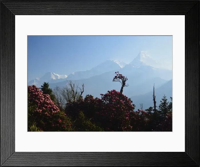 Framed Print : Rhododendron and Annapurna Himal seen from Poon Hill, Annapurna Conservation Area, Dhawalagiri (Dhaulagiri), Western Region (Pashchimanchal), Nepal, Himalayas, Asia