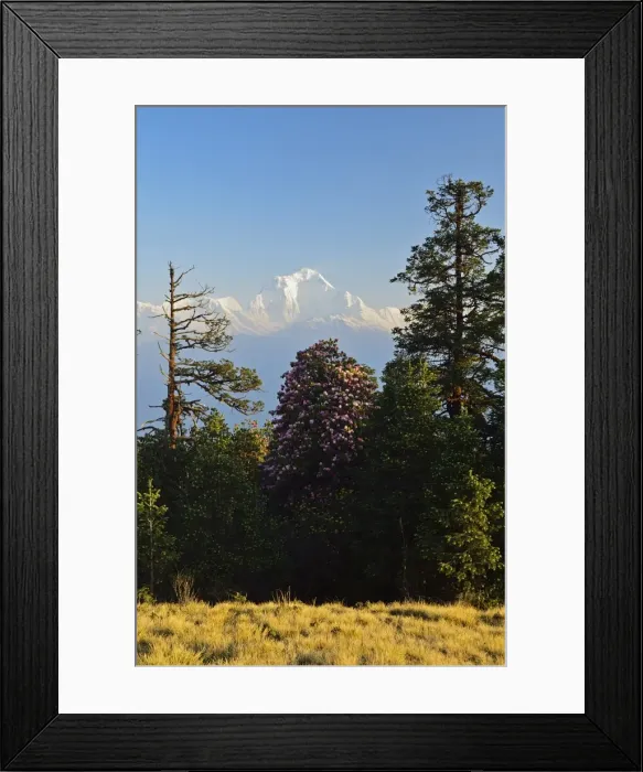 Framed Print : Rhododendron and Dhaulagiri Himal seen from Poon Hill, Annapurna Conservation Area, Dhawalagiri (Dhaulagiri), Western Region (Pashchimanchal), Nepal, Himalayas, Asia Framed Print : Rhododendron and Dhaulagiri Himal seen from Poon Hill, Annapurna Conservation Area, Dhawalagiri (Dhaulagiri), Western Region (Pashchimanchal), Nepal, Himalayas, Asia