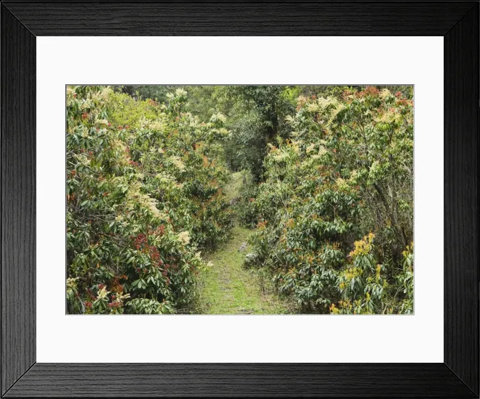 Framed Print : Rhododendron forest, near Titi, Annapurna Conservation Area, Dhawalagiri (Dhaulagiri), Western Region (Pashchimanchal), Nepal, Asia