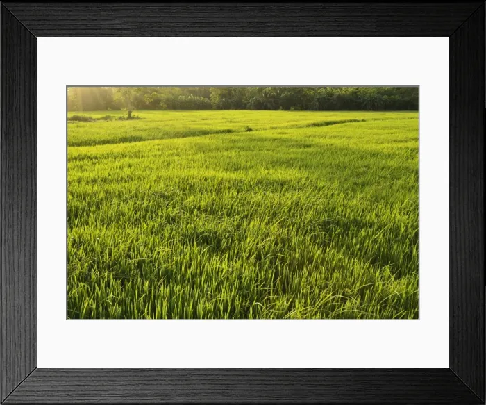 Framed Print : Rice fields, Polonnaruwa, Sri Lanka, Asia Framed Print : Rice fields, Polonnaruwa, Sri Lanka, Asia