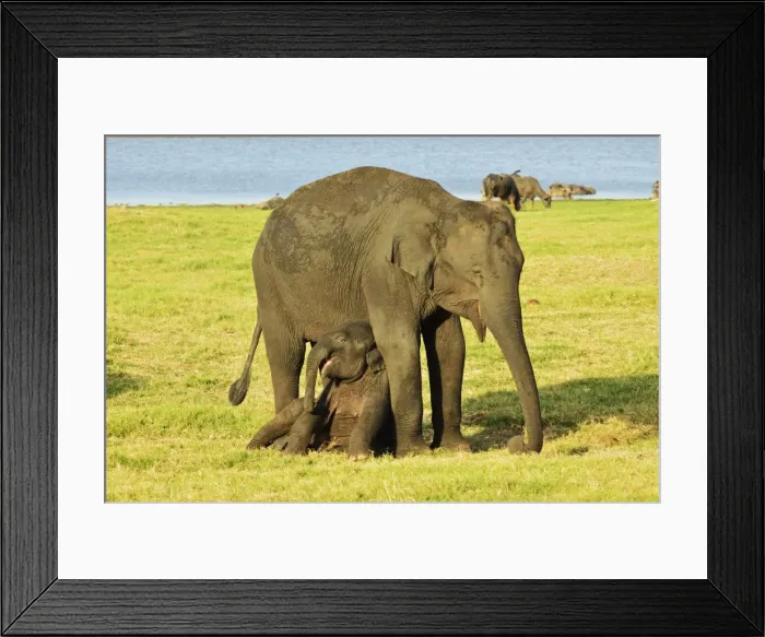 Framed Print : Sri Lankan elephant (Elephas maximus maximus), Minneriya National Park, Sri Lanka, Asia Framed Print : Sri Lankan elephant (Elephas maximus maximus), Minneriya National Park, Sri Lanka, Asia