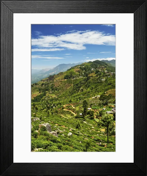 Framed Print : View of tea plantations from Liptons Seat, Haputale, Sri Lanka, Asia Framed Print : View of tea plantations from Liptons Seat, Haputale, Sri Lanka, Asia