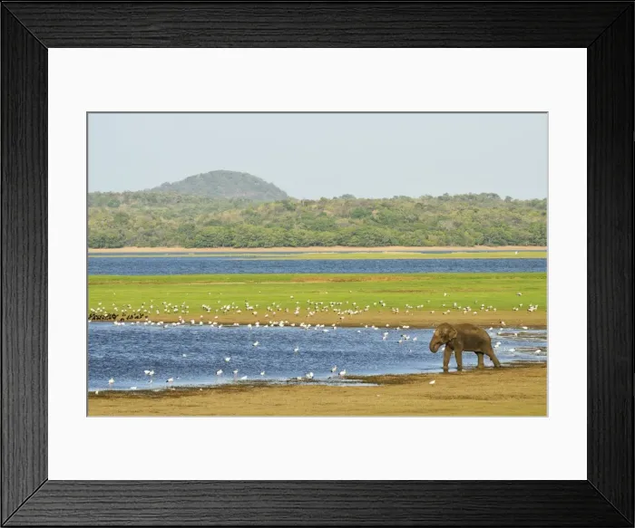 Framed Print : Sri Lankan elephant (Elephas maximus maximus), Minneriya National Park, Sri Lanka, Asia Framed Print : Sri Lankan elephant (Elephas maximus maximus), Minneriya National Park, Sri Lanka, Asia
