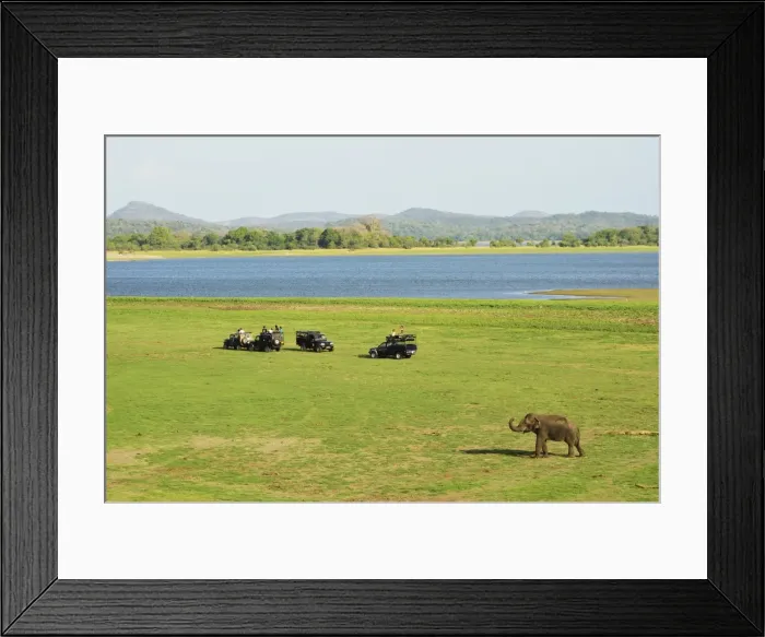 Framed Print : Sri Lankan elephant (Elephas maximus maximus), Minneriya National Park, Sri Lanka, Asia Framed Print : Sri Lankan elephant (Elephas maximus maximus), Minneriya National Park, Sri Lanka, Asia