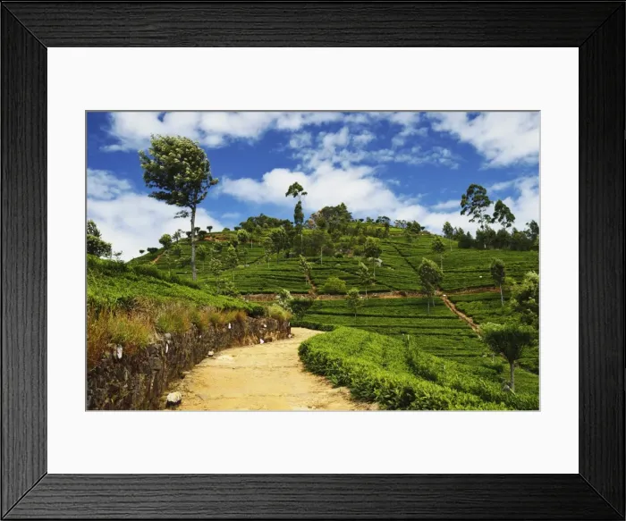 Framed Print : View of tea plantations from Liptons Seat, Haputale, Sri Lanka, Asia Framed Print : View of tea plantations from Liptons Seat, Haputale, Sri Lanka, Asia