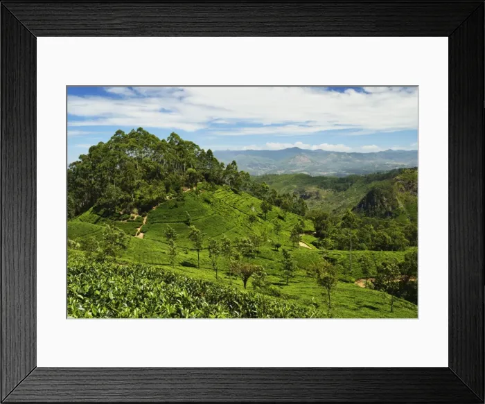 Framed Print : View of tea plantations from Liptons Seat, Haputale, Sri Lanka, Asia Framed Print : View of tea plantations from Liptons Seat, Haputale, Sri Lanka, Asia