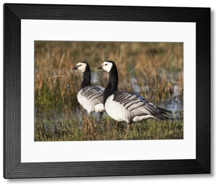 Framed Print : Barnacle geese (Branta leucopsis), Loch Gruinart RSPB reserve, Islay, Scotland, United Kingdom, Europe Framed Print : Barnacle geese (Branta leucopsis), Loch Gruinart RSPB reserve, Islay, Scotland, United Kingdom, Europe