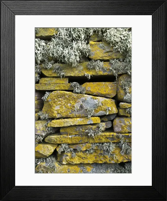 Framed Print : Lichen on rocks, Broch of Mousa. Mousa Island, Shetland Island, Scotland, United Kingdom, Europe Framed Print : Lichen on rocks, Broch of Mousa. Mousa Island, Shetland Island, Scotland, United Kingdom, Europe