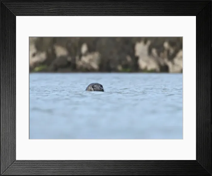 Framed Print : Grey seal (Halichoerus grypus) on the Cairns of Coll, Hebrides, Scotland, United Kingdom, Europe Framed Print : Grey seal (Halichoerus grypus) on the Cairns of Coll, Hebrides, Scotland, United Kingdom, Europe