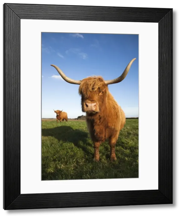 Framed Print : Highland cattle, conservation grazing on Loch of Kinnordy RSPB reserve, Kirriemuir, Angus, Scotland, United Kingdom, Europe Framed Print : Highland cattle, conservation grazing on Loch of Kinnordy RSPB reserve, Kirriemuir, Angus, Scotland, United Kingdom, Europe