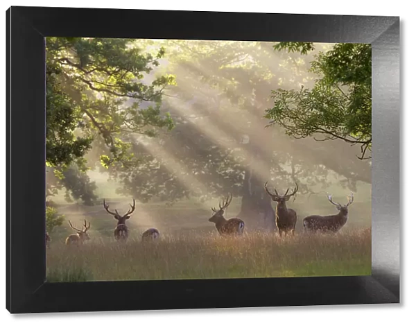 Deer in morning mist, Woburn Abbey Park, Woburn, Bedfordshire, England, United Kingdom, Europe