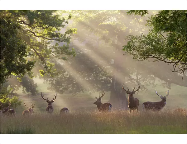 Deer in morning mist, Woburn Abbey Park, Woburn, Bedfordshire, England, United Kingdom, Europe