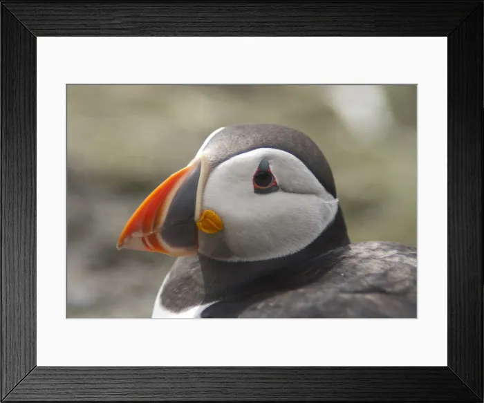 Framed Print : Atlantic Puffin (Fratercula arctica), Lunga, Inner Hebrides, Scotland, United Kingdom, Europe Framed Print : Atlantic Puffin (Fratercula arctica), Lunga, Inner Hebrides, Scotland, United Kingdom, Europe