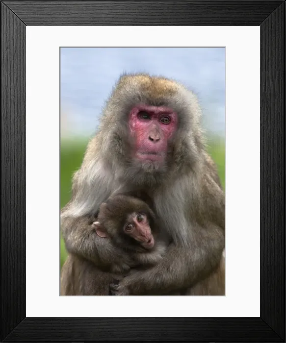 Framed Print : Snow monkey, Japanese macaque (Macaca fuscata) with baby, in captivity, United Kingdom, Europe Framed Print : Snow monkey, Japanese macaque (Macaca fuscata) with baby, in captivity, United Kingdom, Europe