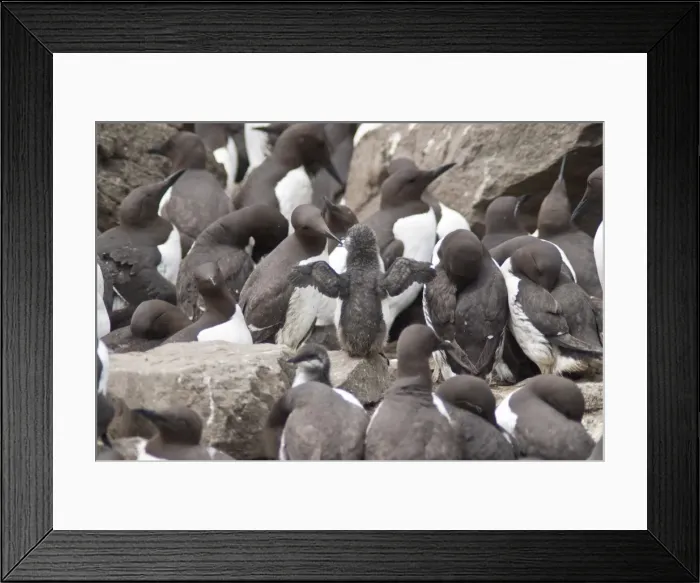 Framed Print : Common guillemot (Uria aalge), Isle of Lunga, Inner Hebrides, Scotland, United Kingdom, Europe Framed Print : Common guillemot (Uria aalge), Isle of Lunga, Inner Hebrides, Scotland, United Kingdom, Europe