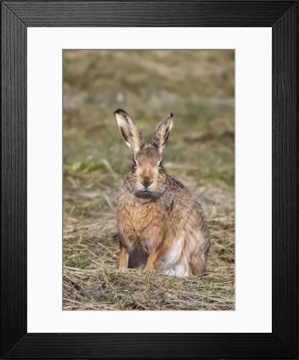 Framed Print : Brown hare (Lepus europaeus), Islay, Scotland, United Kingdom, Europe Framed Print : Brown hare (Lepus europaeus), Islay, Scotland, United Kingdom, Europe
