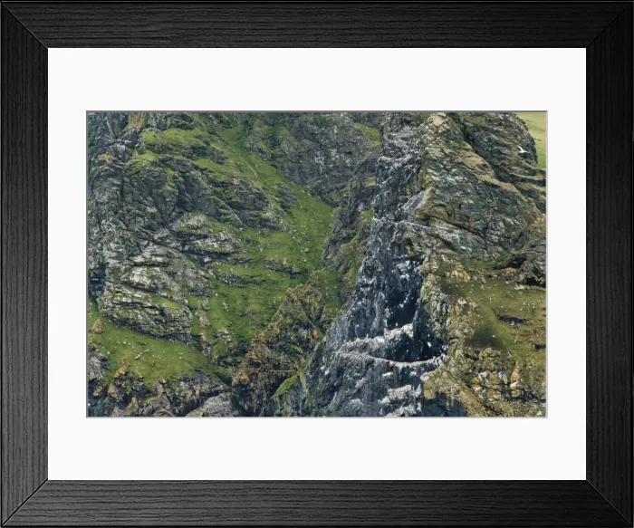 Framed Print : Wild gannets (Morus bassanus) colony, nesting. St. Kilda Islands, Outer Hebrides, Scotland, United Kingdom, Europe Framed Print : Wild gannets (Morus bassanus) colony, nesting. St. Kilda Islands, Outer Hebrides, Scotland, United Kingdom, Europe