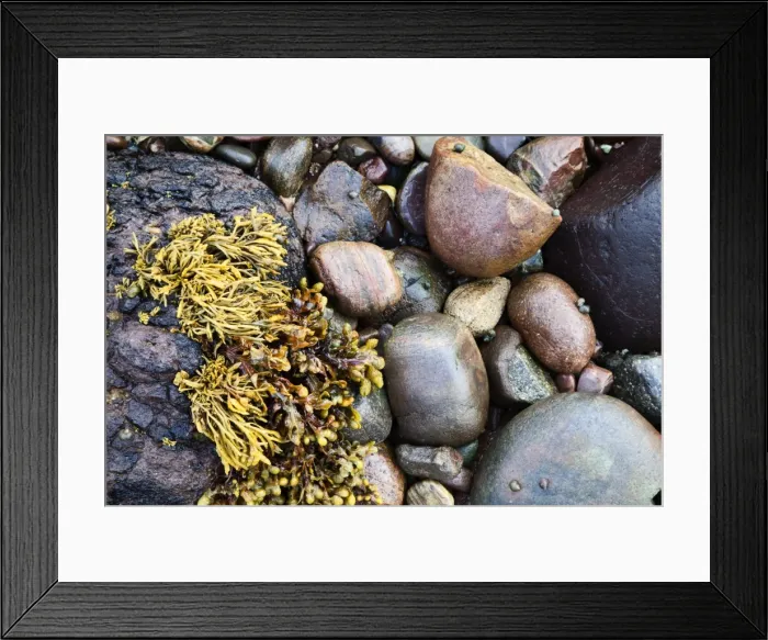 Framed Print : Seaweed and stones on beach at Catterline, Aberdeenshire, Scotland, United Kingdom, Europe Framed Print : Seaweed and stones on beach at Catterline, Aberdeenshire, Scotland, United Kingdom, Europe