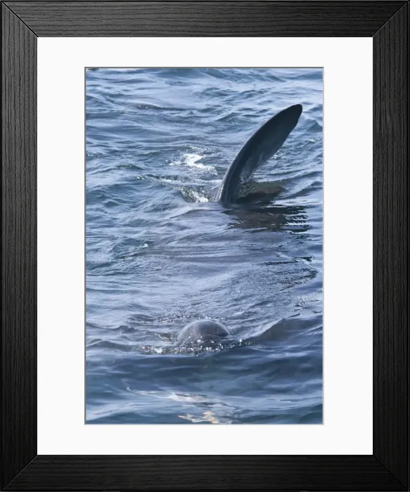 Framed Print : Dorsal fins at the surface, telltale signs of the giant basking shark (Cetorhinus maximus), Coll, Inner Hebrides, Scotland, United Kingdom, Europe Framed Print : Dorsal fins at the surface, telltale signs of the giant basking shark (Cetorhinus maximus), Coll, Inner Hebrides, Scotland, United Kingdom, Europe