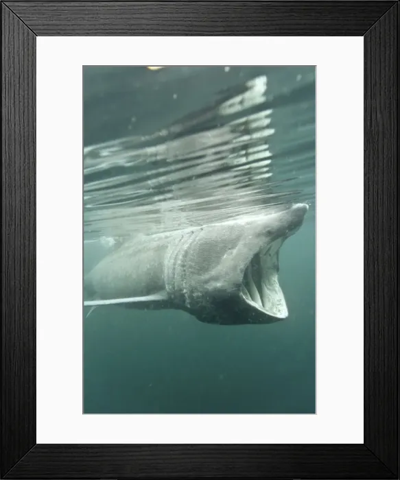Framed Print : Basking shark (Cetorhinus maximus) feeding on plankton, Hebrides, Scotland, United Kingdom, Europe Framed Print : Basking shark (Cetorhinus maximus) feeding on plankton, Hebrides, Scotland, United Kingdom, Europe
