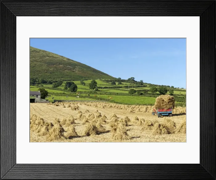 Framed Print : Oat stooks, Knockshee, Mourne Mountains, County Down, Ulster, Northern Ireland, United Kingdom, Europe Framed Print : Oat stooks, Knockshee, Mourne Mountains, County Down, Ulster, Northern Ireland, United Kingdom, Europe