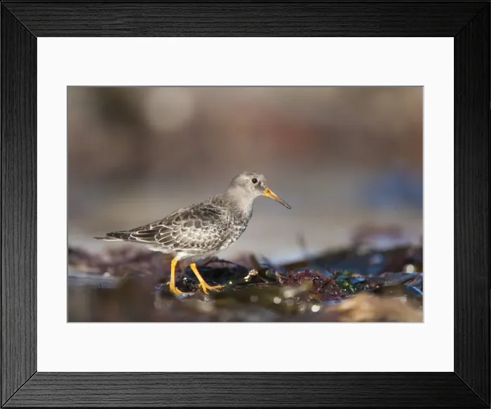 Framed Print : Purple sandpiper (Calidris maritima), Bamburgh beach, Northumberland, England, United Kingdom, Europe Framed Print : Purple sandpiper (Calidris maritima), Bamburgh beach, Northumberland, England, United Kingdom, Europe