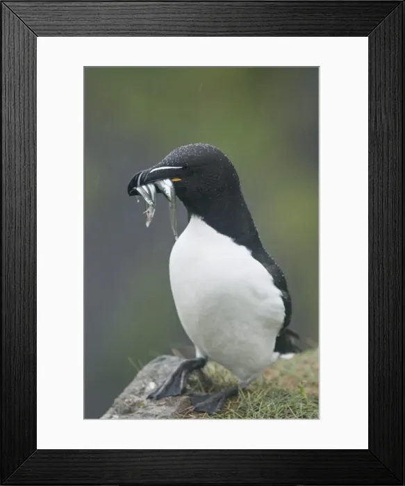 Framed Print : Razorbill (Alca torda), Lunga, Inner Hebrides, Scotland, United Kingdom, Europe Framed Print : Razorbill (Alca torda), Lunga, Inner Hebrides, Scotland, United Kingdom, Europe