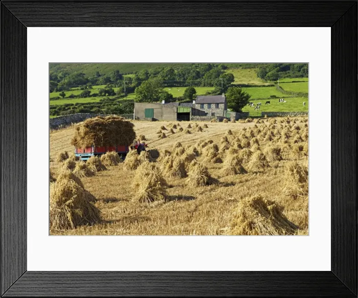 Framed Print : Oat stooks, Knockshee, Mourne Mountains, County Down, Ulster, Northern Ireland, United Kingdom, Europe Framed Print : Oat stooks, Knockshee, Mourne Mountains, County Down, Ulster, Northern Ireland, United Kingdom, Europe