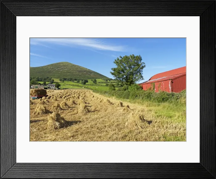 Framed Print : Oat stooks, Knockshee, Mourne Mountains, County Down, Ulster, Northern Ireland, United Kingdom, Europe Framed Print : Oat stooks, Knockshee, Mourne Mountains, County Down, Ulster, Northern Ireland, United Kingdom, Europe
