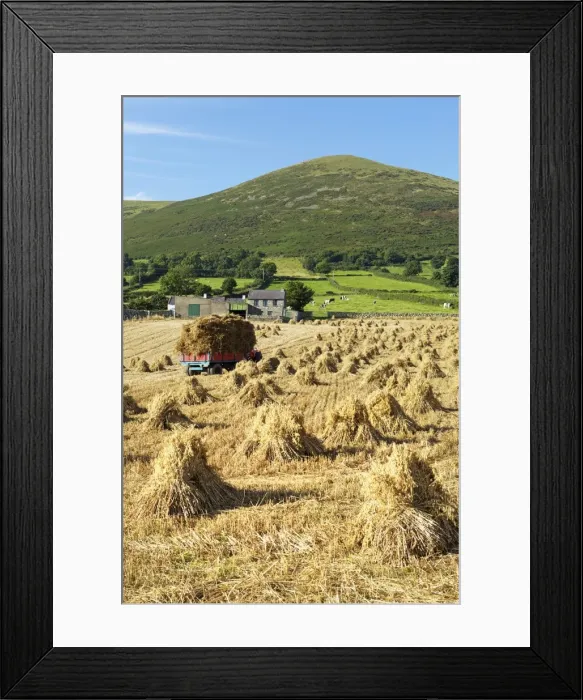 Framed Print : Oat stooks, Knockshee, Mourne Mountains, County Down, Ulster, Northern Ireland, United Kingdom, Europe Framed Print : Oat stooks, Knockshee, Mourne Mountains, County Down, Ulster, Northern Ireland, United Kingdom, Europe