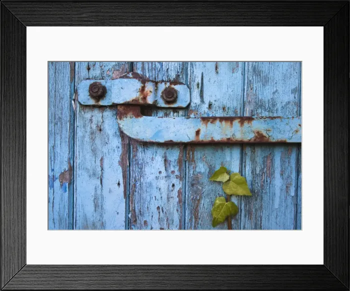 Framed Print : Ivy (Hedera sp) growing on old barn door, Scotland, United Kingdom, Europe Framed Print : Ivy (Hedera sp) growing on old barn door, Scotland, United Kingdom, Europe