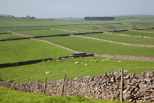 Dry stone walls and sheep, Litton, Derbyshire, England, United Kingdom, Europe
