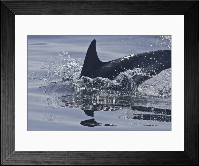 Framed Print : Common dolphin (Delphinus delphis), Sound of Mull, Inner Hebrides, Scotland, United Kingdom, Europe Framed Print : Common dolphin (Delphinus delphis), Sound of Mull, Inner Hebrides, Scotland, United Kingdom, Europe