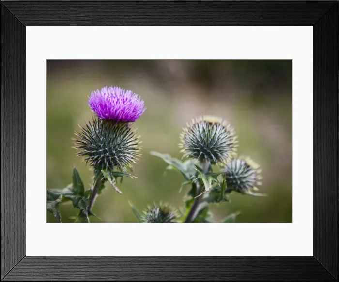 Framed Print : Scottish thistle near Dunnottar Castle, Stonehaven, Aberdeenshire, Scotland, United Kingdom, Europe Framed Print : Scottish thistle near Dunnottar Castle, Stonehaven, Aberdeenshire, Scotland, United Kingdom, Europe