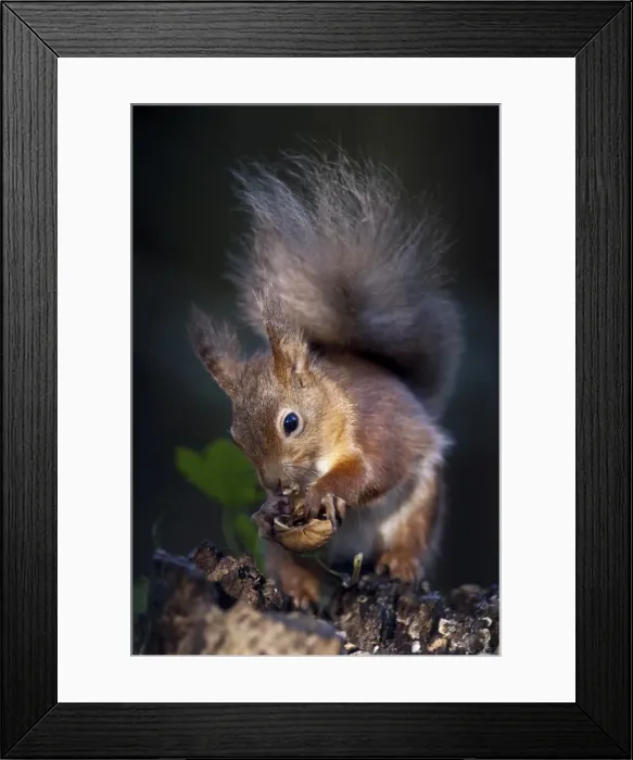 Framed Print : Red squirrel (Sciurus vulgaris) eating nuts in a wood, United Kingdom, Europe Framed Print : Red squirrel (Sciurus vulgaris) eating nuts in a wood, United Kingdom, Europe
