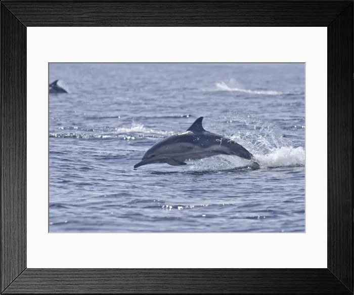 Framed Print : Common dolphin (Delphinus delphis), Sound of Mull, Inner Hebrides, Scotland, United Kingdom, Europe Framed Print : Common dolphin (Delphinus delphis), Sound of Mull, Inner Hebrides, Scotland, United Kingdom, Europe