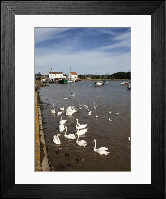 Framed Print : Swans and ducks on the River Deben at Woodbridge Riverside, Woodbridge, Suffolk, England, United Kingdom, Europe Framed Print : Swans and ducks on the River Deben at Woodbridge Riverside, Woodbridge, Suffolk, England, United Kingdom, Europe