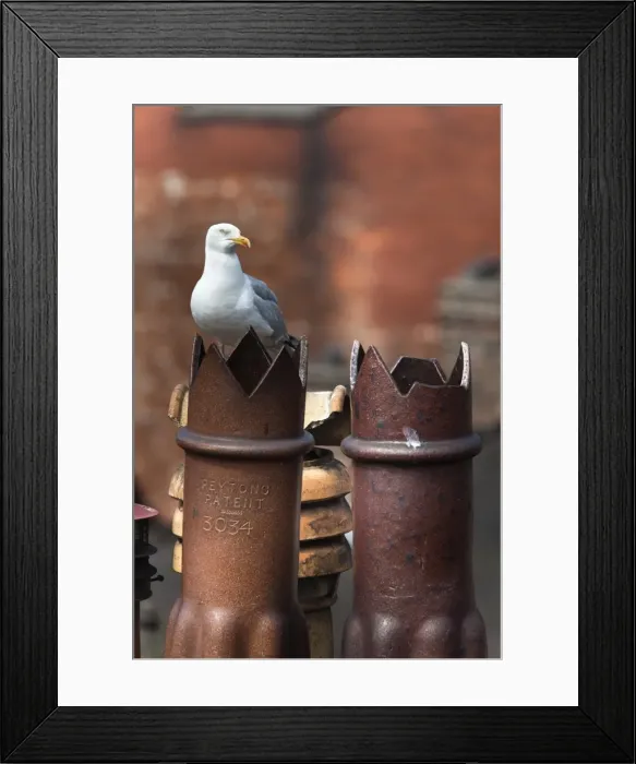 Framed Print : Herring gull (Larus argentatus) on chimney pots in city, Newcastle, England, United Kingdom, Europe Framed Print : Herring gull (Larus argentatus) on chimney pots in city, Newcastle, England, United Kingdom, Europe