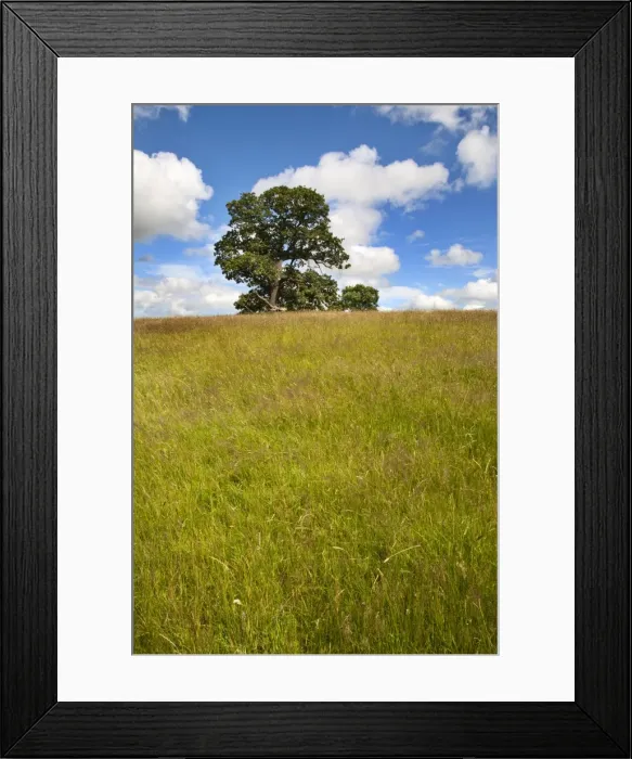 Framed Print : Summer tree and long grass at Jacob Smith Park Knaresborough, North Yorkshire, Yorkshire, England, United Kingdom, Europe Framed Print : Summer tree and long grass at Jacob Smith Park Knaresborough, North Yorkshire, Yorkshire, England, United Kingdom, Europe