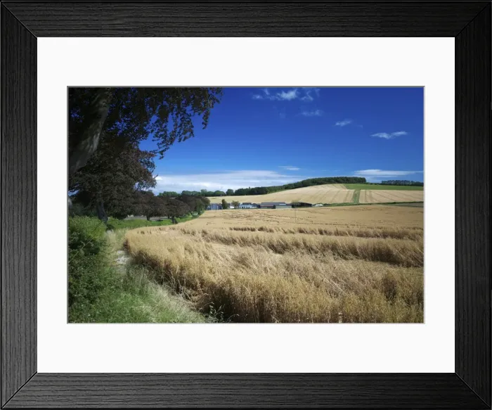 Framed Print : Arable crops by the South Downs Way, near Buriton, Hampshire, England, United Kingdom, Europe Framed Print : Arable crops by the South Downs Way, near Buriton, Hampshire, England, United Kingdom, Europe