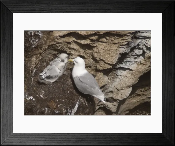 Framed Print : Black-legged kittiwake (Rissa tridactyla), Isle of Lunga, Inner Hebrides, Scotland, United Kingdom, Europe Framed Print : Black-legged kittiwake (Rissa tridactyla), Isle of Lunga, Inner Hebrides, Scotland, United Kingdom, Europe