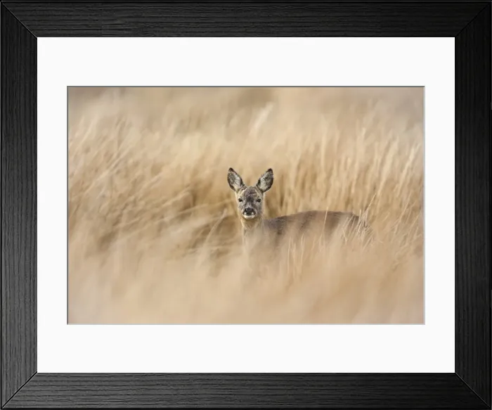 Framed Print : Roe deer buck (Capreolus capreolus), Islay, Scotland, United Kingdom, Europe Framed Print : Roe deer buck (Capreolus capreolus), Islay, Scotland, United Kingdom, Europe