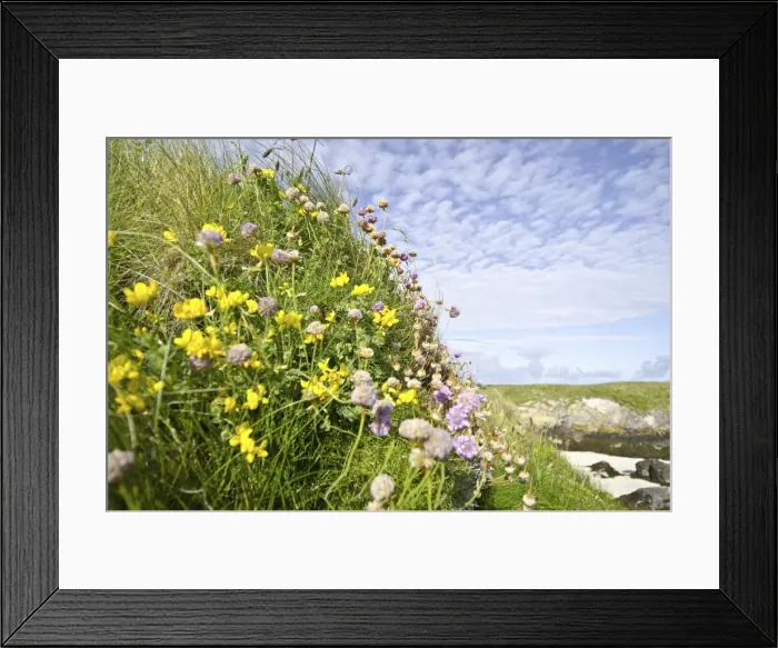 Framed Print : Sea pinks (Armeria maritima) and birdsfoot trefoil (Lotus corniculatus), Cairns of Coll, Hebrides, Scotland, United Kingdom, Europe Framed Print : Sea pinks (Armeria maritima) and birdsfoot trefoil (Lotus corniculatus), Cairns of Coll, Hebrides, Scotland, United Kingdom, Europe